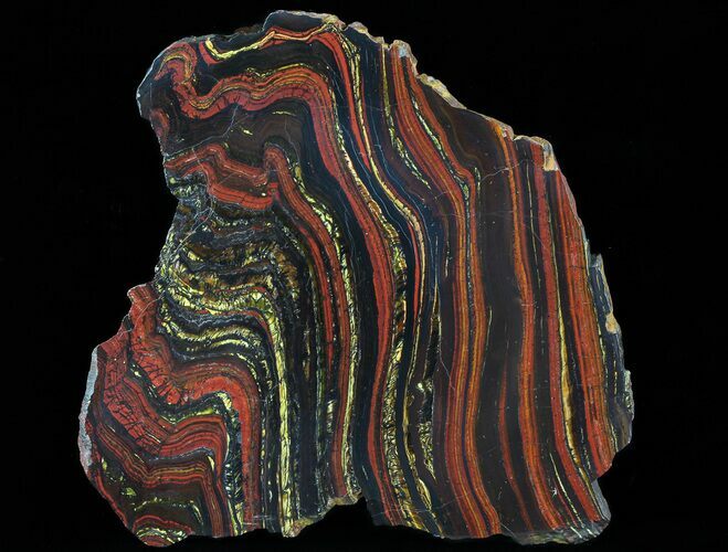 Polished Tiger Iron Stromatolite - ( Billion Years) #63990